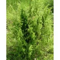 Можжевельник обыкновенный (Juniperus communis subsp. communis var. communis), Четырехлетние