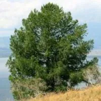 Саженцы Лиственницы Сибирской Larix sibirica