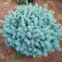 Ель колючая Glauca Globosa