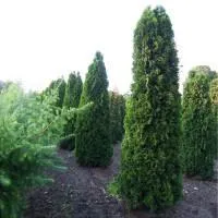 Саженцы Туя западная Columna