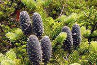 Пихта бальзамическая (Abies balsamea)